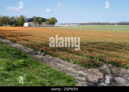 Rote und gelbe Tulpenfelder an einem schönen sonnigen Frühling Tag mit weißen Wolken und einem blauen Himmel in der Nähe von Rutten In den Niederlanden mit einem Bauernhof und einer Scheune Stockfoto