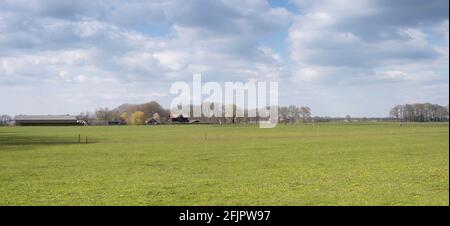 Typische flache holländische sonnige Wiesenlandschaft mit frischer grüner Wiese, blauem bewölktem Himmel und einem Bauernhof mit Liegewiese und Baumreihe am Horizont Stockfoto