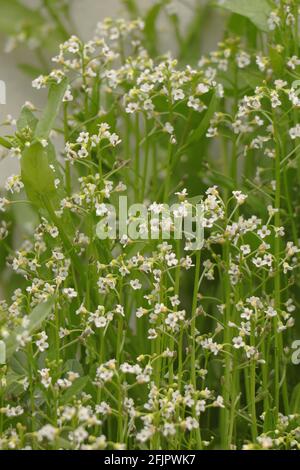 Blühende Pollen blühen Lepidium virginicum Stockfoto