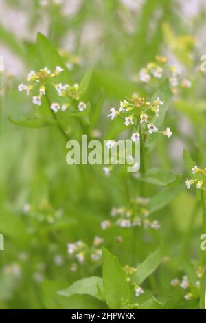 Blühende Pollen blühen Lepidium virginicum Stockfoto