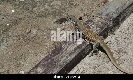 Schmetterlingsagama oder kleinskalige oder gemahlene Eidechse auf dem Sand Im Khao Sam ROI Yot National Park Stockfoto