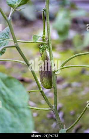 Lange lila Aubergine wächst auf dem Baum im Garten Stockfoto