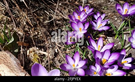 Der Krokus, eine Blume, die den Frühling symbolisiert Stockfoto