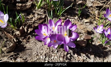 Der Krokus eine Blume, die den Frühling mit einer Hummel symbolisiert Auf der Suche nach Pollen Stockfoto