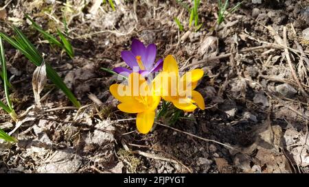 Der Krokus, eine Blume, die den Frühling symbolisiert Stockfoto