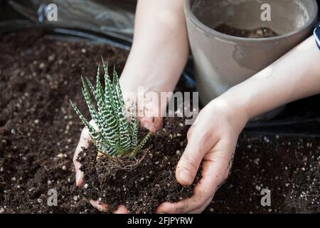 Junge Frau pflanzt Sukkulente in Blumentopf. zebra-Kaktus. Selektiver Fokus Stockfoto