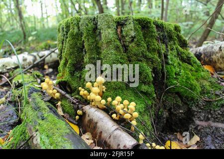 Alter moosiger Baumstumpf im Wald und eine Familie Von Pilzen darauf Stockfoto