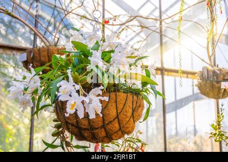 Weiße Coelogyne-Orchidee in einem hängenden Kokosnusstopf im Gewächshaus eines subtropischen Gartens Stockfoto