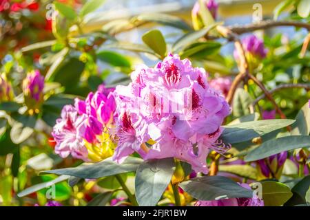 Blühend sanft rosa Rhododendron Azalea Frühling Stockfoto
