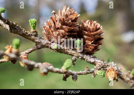 Larix × lubarskii Sukaczev Lärchenzapfen in Nahaufnahme Stockfoto