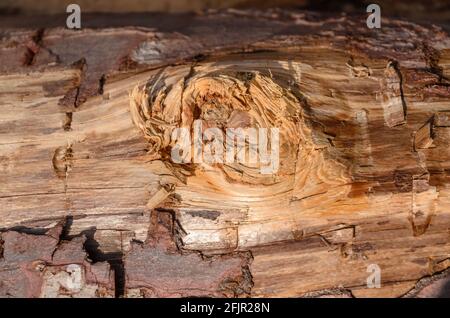 Natürlicher Holzhintergrund mit Baumrinde eines gefällten Baumstammes, Nahaufnahme Stockfoto