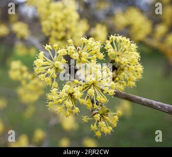 Cornus Mas, die Cornelian Kirsche, der Europäische Kornel oder die Cornelian Kirsche, blüht in Nahaufnahme Stockfoto