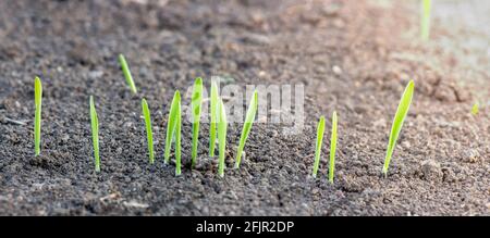 Sprossen junger Gerste, die aus dem Boden im Bereich der Landwirtschaft gekeimt sind. Stockfoto