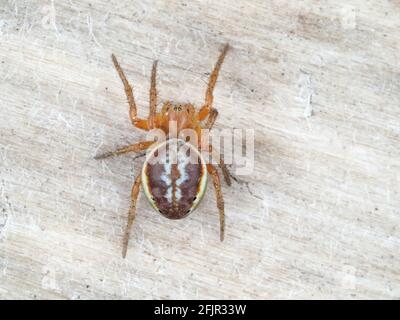 Araniella displicata, die sechskellige Orbweberin - Spinnen-Makrofotografie Stockfoto