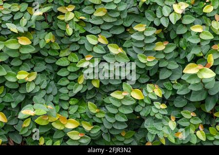 Daun Dolar Rambat, Dollar Creepers (Ficus pumila) sind eine Rebenart, die aus der Gattung Ficus stammt, diese Pflanzen stammen aus East und Sout Stockfoto