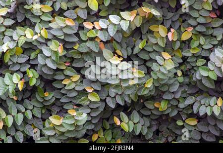 Daun Dolar Rambat, Dollar Creepers (Ficus pumila) sind eine Rebenart, die aus der Gattung Ficus stammt, diese Pflanzen stammen aus East und Sout Stockfoto