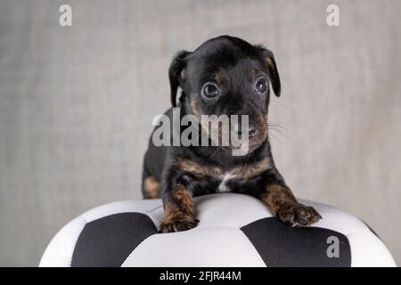 Jack Russell Terrier Welpe liegt auf einem weichen weißen mit schwarzem Spielzeugball, 5 Wochen alten brindle Hund. Selektiver Fokus auf die Augen Stockfoto
