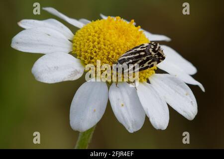 Gefleckter Schwefel (Acontia trabealis oder Emmelia trabealis) auf einer Blume Stockfoto