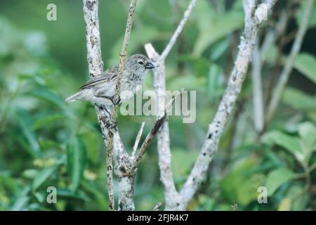 Mittelgroßer Baumfink Camarhynchus pauper Floreana Island (Nirgendwo sonst auf der Welt zu finden) Galapagos BI015064 Stockfoto