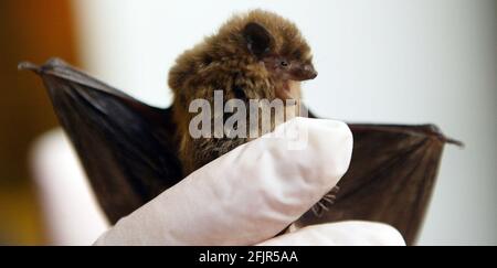 Tigiwinkles Wildlife Hospital in Buckinghamshire ...bat pic David Sandison Stockfoto