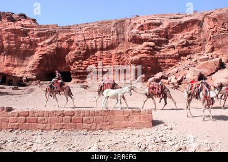 Beduinen in traditioneller Kleidung mit fünf Kamelen Dromedar in Petra (Rote Rosenstadt), Jordanien. UNESCO-Weltkulturerbe Stockfoto