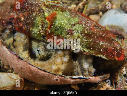 Südliche Blauer Ringelfisch, in Schale. Stockfoto