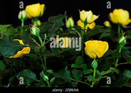 Dekorative gelbe Rosenblüten mit Knospen und Blättern, Nahaufnahme. Unscharfer schwarzer Hintergrund. Stockfoto