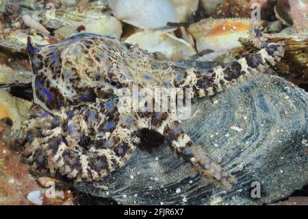 Südliche Blauer Ringelfisch. Stockfoto