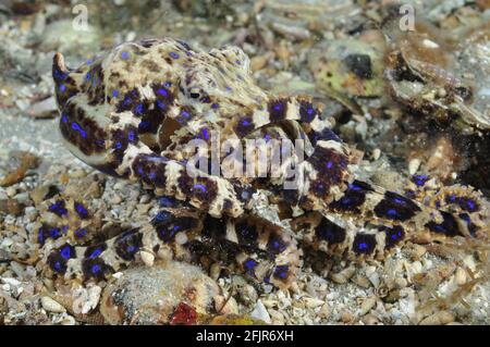 Südliche Blauer Ringelfisch. Stockfoto