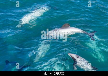 Eine Schote von Hectors Delphinen, gefährdete Delphine, Neuseeland. Cetacean endemisch in Neuseeland. Stockfoto