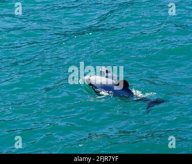 Delfine, Mutter und Baby Kalb ca. 18 Monate alt, gefährdeter Delphin, Neuseeland. Cetacean endemisch in Neuseeland. Stockfoto