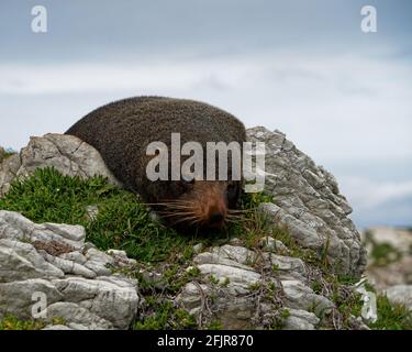 Ohau Point Seal Colony, eine neuseeländische Pelzrobbe, die auf Felsen schläft, Kaikoura, Neuseeland. Stockfoto