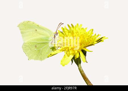 Gemeiner Schwefel (Gonepteryx rhamni), Familie Pieridae auf der Blüte von Taraxacum officinale, gemeiner Löwinenzapfen, isolierter, weißer Hintergrund. Stockfoto