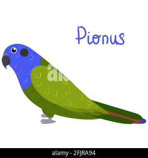 Pionus Papagei im Cartoon-Stil auf weißem Hintergrund. Vektorgrafik handgezeichnete Illustration. Pionus menstruus. Stock Vektor