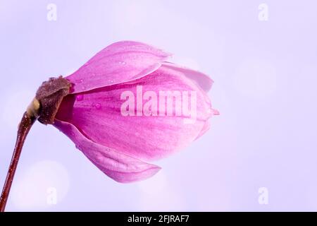 Nahaufnahme von Regentropfen auf einer großen Magnolienblume, selektiver Fokus. Hellviolettes Bokeh verschwommener Hintergrund. Hochwertige Fotos Stockfoto