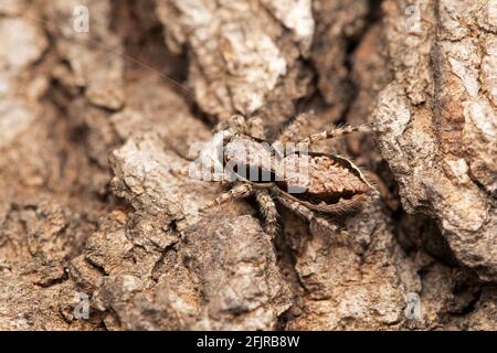 Bark Behausung springende Spinne, Menemerus bivitattus, Satara, Maharashtra, Indien Stockfoto