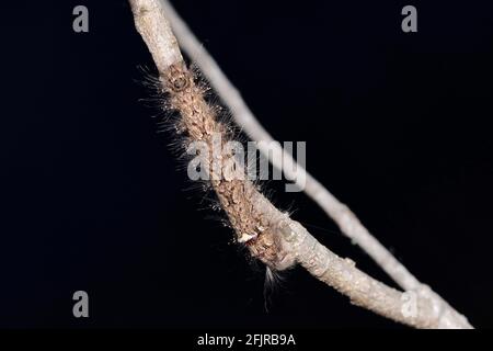 Dorsal der Lappetmotten-Raupe, Gastropacha quercifolia, Satara, Maharashtra, Indien Stockfoto