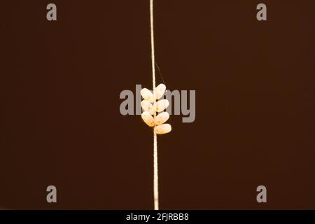 Eier von Pilzen, die Marienkäfer fressen, Illeis galbula, Satara, Maharashtra, Indien Stockfoto