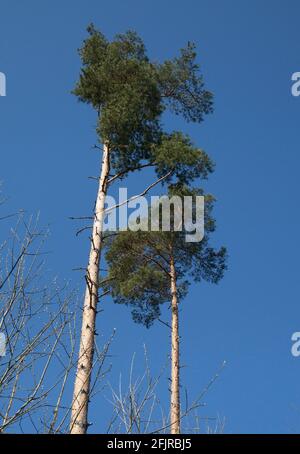 KIEFER PINUS sylvestris Stockfoto