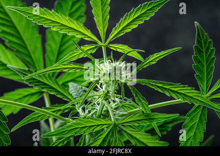 Cannabispflanze, fast reif für die Ernte, auf einem dunklen Hintergrund Stockfoto