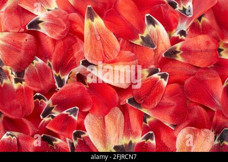 Rote Tulpe, Frühlingsblätter mit Wassertropfen Textur Hintergrund Stockfoto