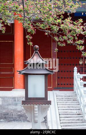 Lampe mit roter Wand und Frühlingsblumen in der Verbotenen Stadt, Peking, China Stockfoto