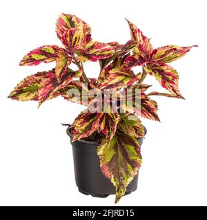 Bunte Coleus Zimmerpflanze in Blumentopf isoliert auf weißem Hintergrund Stockfoto