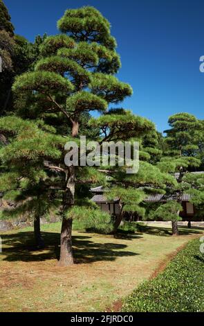 Die malerischen kultivierten Pinien im japanischen Garten des Kaiserpalastes. Tokio. Japan Stockfoto