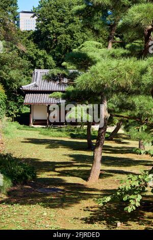 Die malerischen, gepflegten Pinien im Park des Kaiserpalastes von Tokio mit dem typischen japanischen Gebäude im Hintergrund. Tokio. Japan Stockfoto