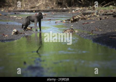 Eine junge Sulawesi-Schwarzkammmakake (Macaca nigra) wird auf einem Bach im Naturschutzgebiet Tangkoko, North Sulawesi, Indonesien, fotografiert. Stockfoto