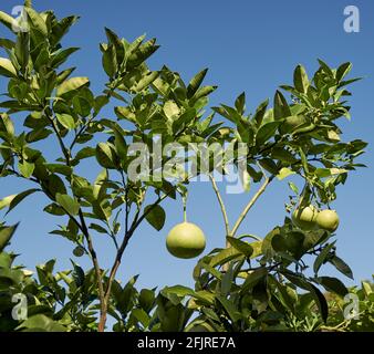 Die Zweige des Egami-Buntan Zitrusfrucht-Pomelo (Citrus maxima) mit reifen Früchten. Pomelo-Früchte hängen auf Ast von Zitrusbaum auf blauen Himmel backgrou Stockfoto