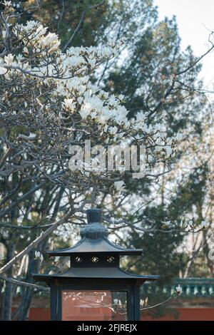 Lampe mit roter Wand und Frühlingsblumen in der Verbotenen Stadt, Peking, China Stockfoto