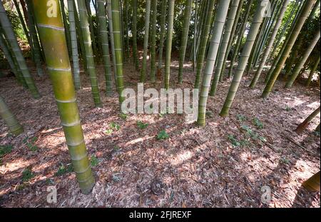 Bamboo Grove besteht aus dreizehn Arten japanischer und chinesischer Herkunft in den ehemaligen Edo Castle East Gardens. Imperial Palace Garten. Tokio. Japan Stockfoto