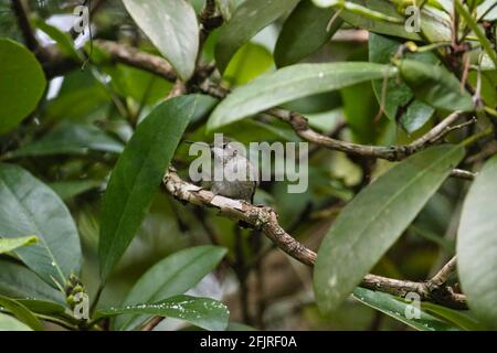 Ein einziger Kolibri, der auf einem Rhododendronzweig sitzt Stockfoto